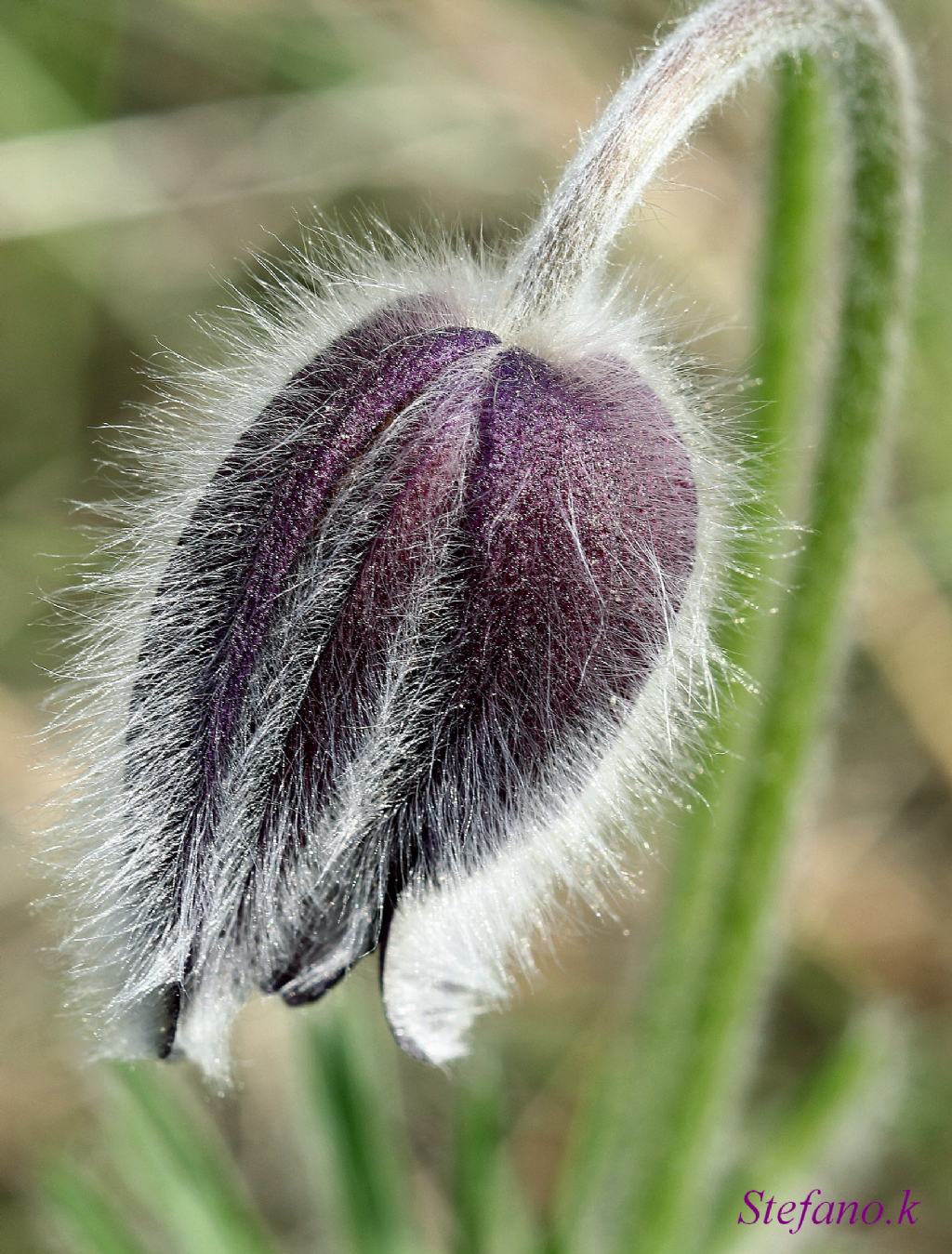 Pulsatilla montana (Hoppe) Rchb.